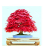 iShopping - HusMah American Red Maple Seeds