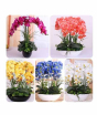iShopping - HusMah Bonsai Phalaenopsis Orchid Mix