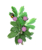 iShopping - Diy Store Mimosa Pudica Shame Plant Seeds