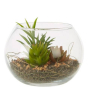 iShopping - Premier Home Fiori Mixed Succulent Glass Pot (2907045)