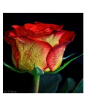 iShopping - HusMah American Rare Yellow & Red Rose Seeds