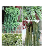 iShopping - HusMah Burro's Tail Succulent Seeds