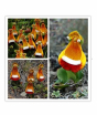 iShopping - HusMah Calceolaria Uniflora Imported Seeds