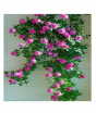 iShopping - HusMah Climbing Rose Pink Flower Seeds