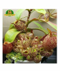 iShopping - HusMah Eating Mosquito Carnivorous Nepenthes Plant Seeds