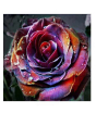 iShopping - HusMah Holland Rare Multi Color Rose Seeds Dark