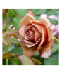 iShopping - HusMah Koko Loko Rose Flower Seeds