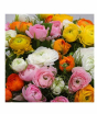 iShopping - HusMah Ranunculus Persian Buttercup Seed