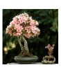 iShopping - HusMah Rare Bonsai Pink Color Azalea Seeds