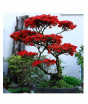 iShopping - HusMah Rare Bonsai Red Azalea Seeds