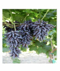 iShopping - HusMah Rare Finger Graps Seeds