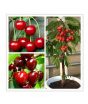 iShopping - HusMah Rare Japanese Red Pink Cherry