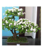 iShopping - HusMah Rare White Azalea Seeds