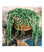 iShopping - HusMah String of Pearls Succulent Seeds