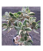 iShopping - HusMah Variegated Jade Succulent Seeds