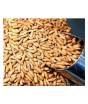 iShopping - Khan Dry Fruits Chilgoza Pine Nuts 1kg