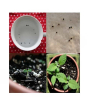 iShopping - HusMah Thailand Mini Kiwi Fruit Seeds