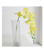 iShopping - HusMah Phalaenopsis Orchid Seeds Yellow Home Gardening