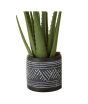 iShopping - Premier Home Fiori Aloe Vera Succulent Pot (2907055)