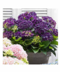 iShopping - HusMah Rare Hydrangea Seeds Purple