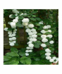iShopping - HusMah Rare Hydrangea Seeds White