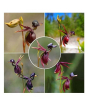 iShopping - HusMah Rare Orchid Flying Duck
