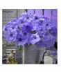 iShopping - HusMah Rare Petunia Seeds Blue