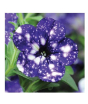 iShopping - HusMah Rare Petunia Seeds Dark Blue