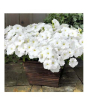iShopping - HusMah Rare Petunia Seeds White