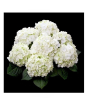 iShopping - HusMah Rare Hydrangea Seeds White