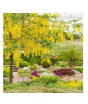iShopping - HusMah Unique Bonsai Yellow Wisteria Tree Seeds