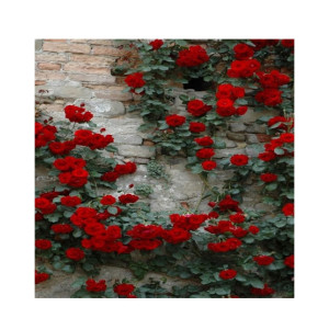 Husmah Rare Climbing Rose Seeds - Red Husmah Rare Climbing Rose Seeds - Red