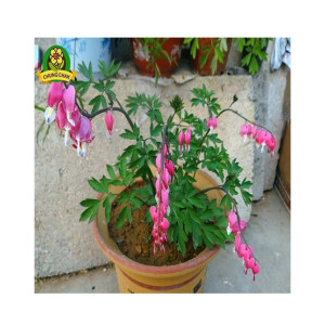 Husmah Bleeding Heart Flower Seeds Pink Husmah Bleeding Heart Flower Seeds Pink