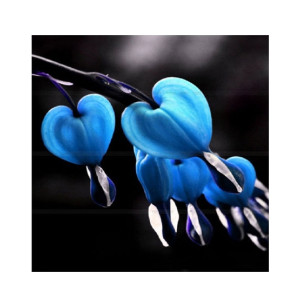 HusMah Bleeding Heart Flower Seeds Blue HusMah Bleeding Heart Flower Seeds Blue