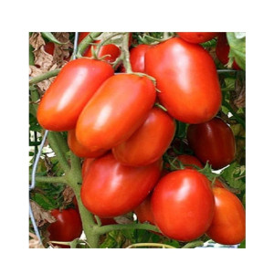 HusMah Hybrid Tomato Seeds- 25kg Production per Plant HusMah Hybrid Tomato Seeds- 25kg Production per Plant