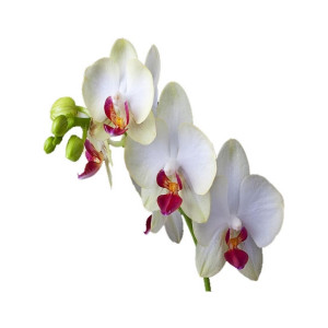 HusMah Bonsai Phalaenopsis Seeds White Centrally Red HusMah Bonsai Phalaenopsis Seeds White Centrally Red