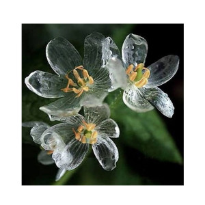 HusMah Rare Exotic Blooming Plants Skeleton Flowers Seeds HusMah Rare Exotic Blooming Plants Skeleton Flowers Seeds