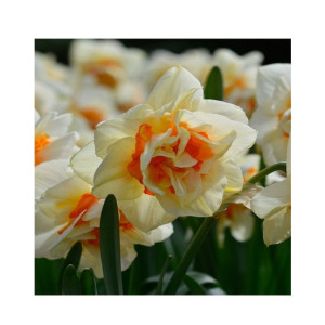 HusMah Beautiful Narcissus Flower Balcony Plant Seeds-White Orange HusMah Beautiful Narcissus Flower Balcony Plant Seeds-White Orange