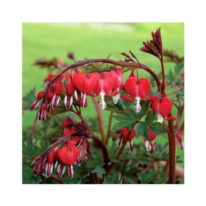 HusMah Bleeding Heart Flower Seeds Dicentra Spectabilis Red HusMah Bleeding Heart Flower Seeds Dicentra Spectabilis Red