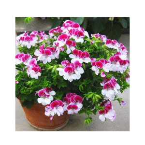 HusMah Pelargonium Peltatum Flower Seeds HusMah Pelargonium Peltatum Flower Seeds