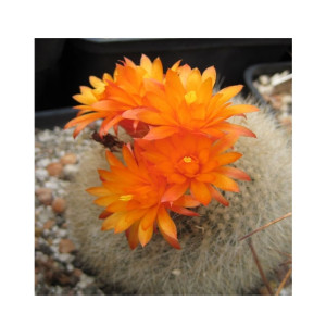 HusMah Bonsai Notocactus Graessneri Cactus Flower Seed- Orange HusMah Bonsai Notocactus Graessneri Cactus Flower Seed- Orange