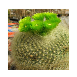 HusMah Bonsai Notocactus Graessneri Cactus Flower Seed- Green HusMah Bonsai Notocactus Graessneri Cactus Flower Seed- Green
