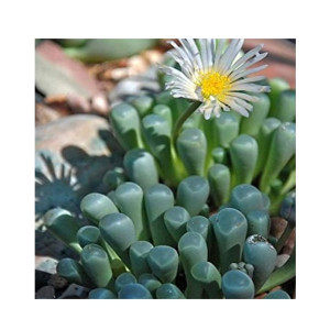 HusMah Fenestraria Aurantiaca Seeds White HusMah Fenestraria Aurantiaca Seeds White