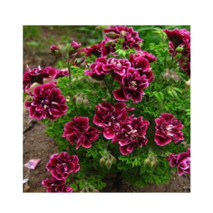 HusMah Crimson Flower Seeds HusMah Crimson Flower Seeds