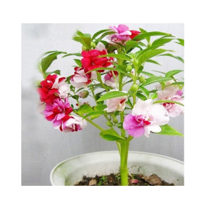 HusMah Balsamine Bonsai Flower Seeds HusMah Balsamine Bonsai Flower Seeds