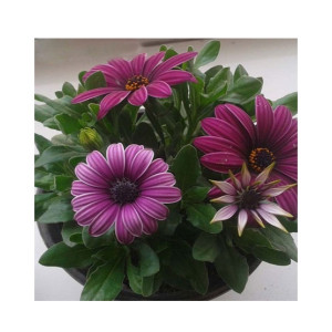 HusMah Medal Daisy Flowers Seeds HusMah Medal Daisy Flowers Seeds