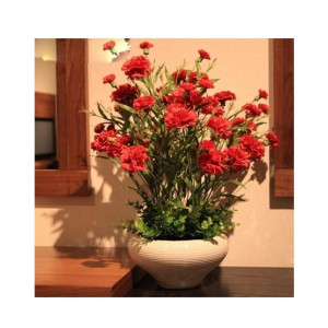 Husmah Red Carnation Dianthus Caryophyllus Flower Seeds Husmah Red Carnation Dianthus Caryophyllus Flower Seeds