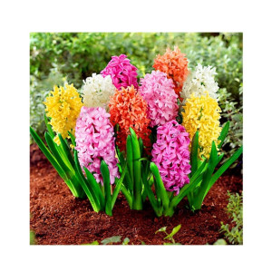 HusMah Hyacinthus Orientalis Flower Seeds HusMah Hyacinthus Orientalis Flower Seeds