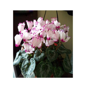 HusMah Purple Fringing White Cyclamen Flower Seeds HusMah Purple Fringing White Cyclamen Flower Seeds