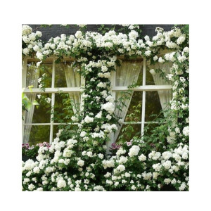 HusMah Rare Climbing Rose Seeds - White HusMah Rare Climbing Rose Seeds - White